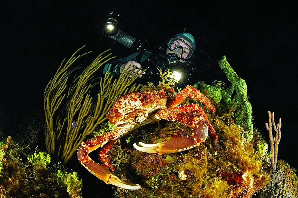 Plongée sous-marine révélant un crabe majestueux parmi la faune et la flore marines colorées.
