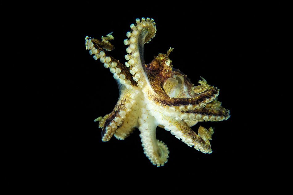 Poulpe majestueux nageant dans les profondeurs marines, symbole de la biodiversité sous-marine.