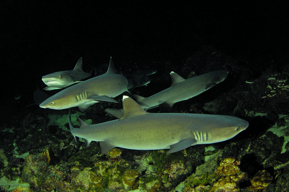 Des requins évoluent majestueusement dans un écosystème sous-marin mystérieux et fascinant.