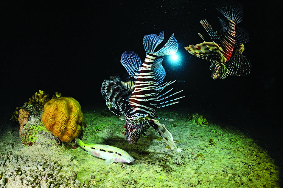 Des poissons colorés évoluent parmi les coraux dans un paysage sous-marin fascinant.
