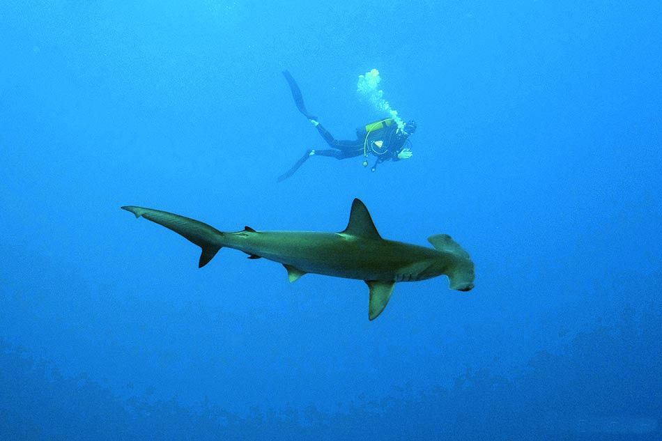 Un plongeur observe un requin dans les profondeurs marines, révélant la beauté du monde sous-marin.