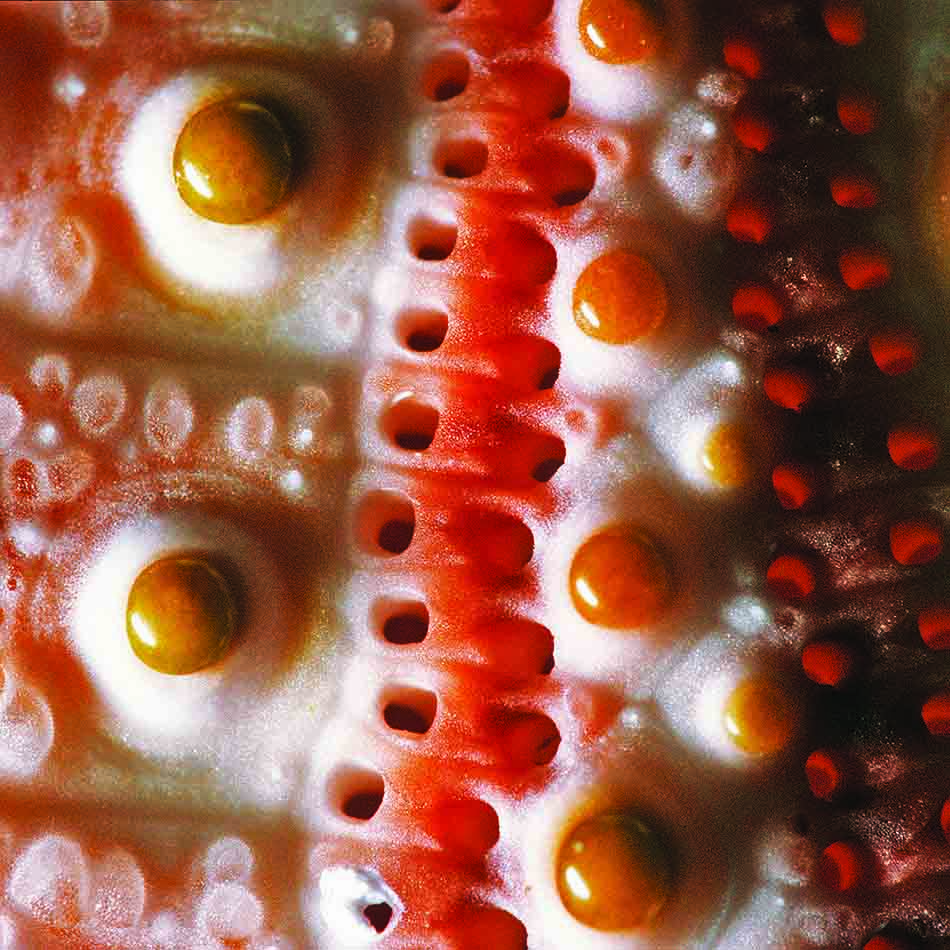 Détails colorés d'une étoile de mer, révélant la beauté du monde sous-marin.