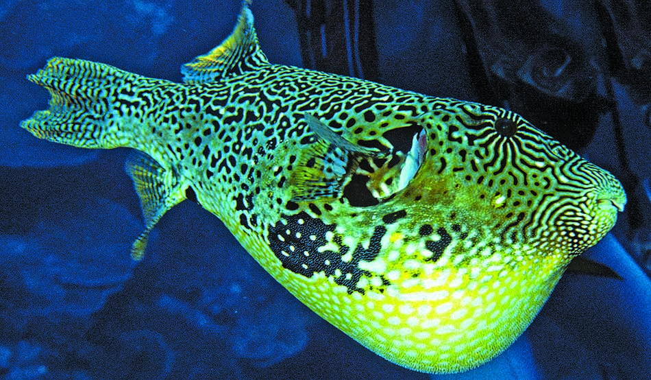 Poisson-lune coloré évoluant dans un récif corallien, captivant les plongeurs sous-marins.