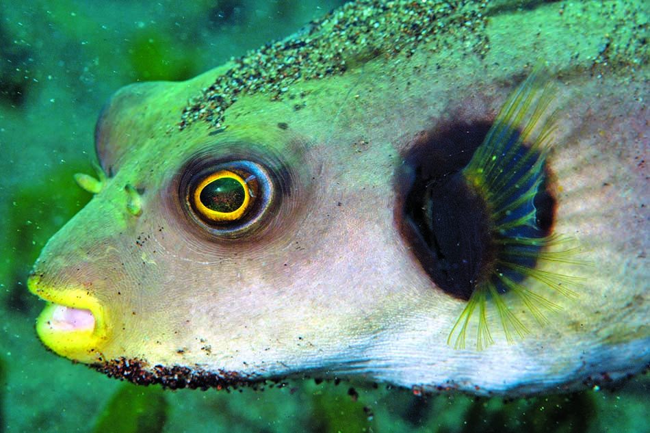 Poisson coloré observé lors d'une plongée sous-marine, illustrant la biodiversité marine fascinante.