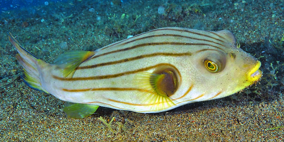 Un poisson coloré aux rayures distinctives évolue dans un habitat sous-marin riche en biodiversité.