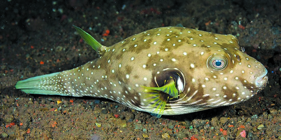 Poisson-globe coloré se déplaçant sur le fond marin, illustrant la biodiversité sous-marine.