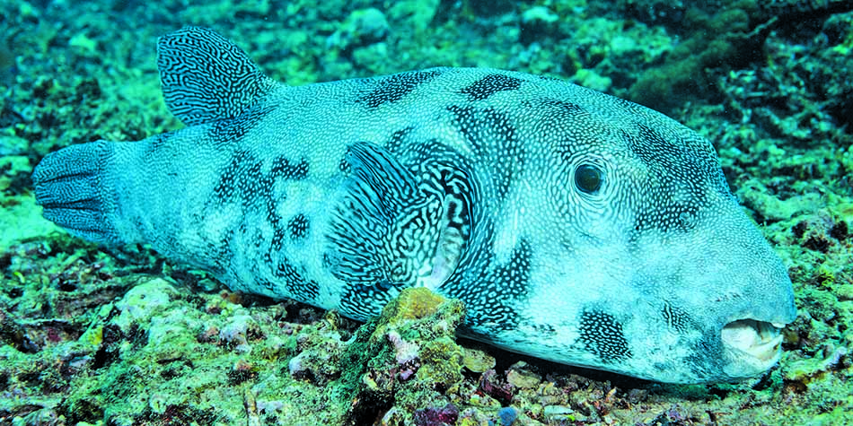 Un poisson perroquet aux motifs fascinants nage paisiblement dans un habitat sous-marin vibrant.