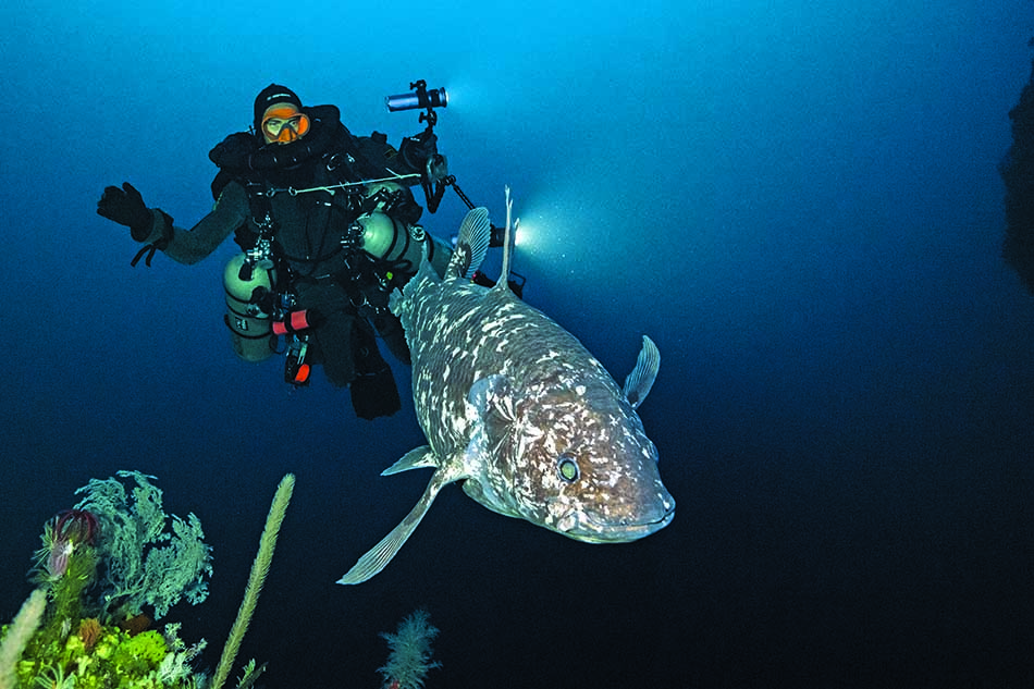 Un plongeur explore les profondeurs marines aux côtés d'un poisson fascinant et rare.