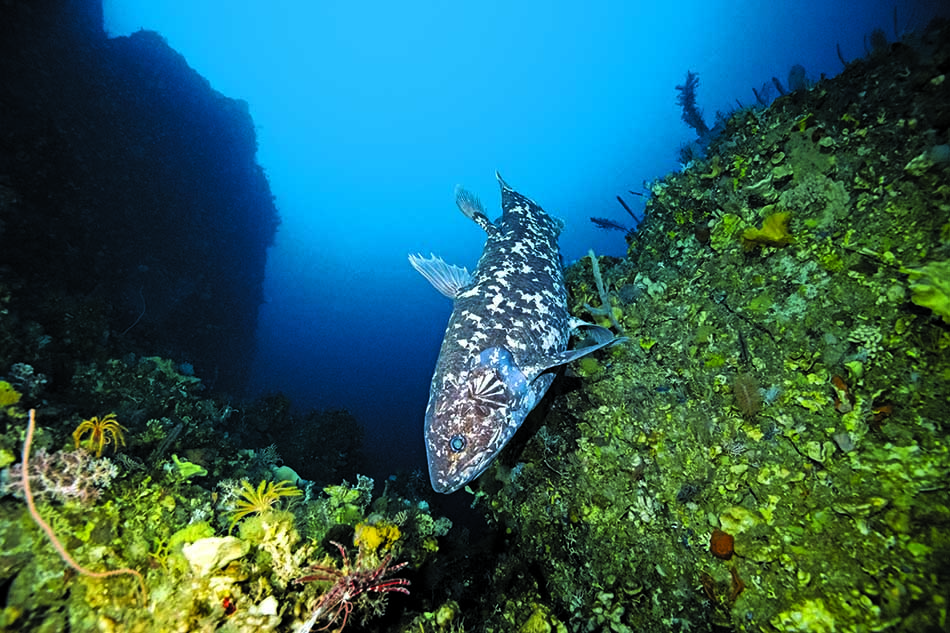 Un poisson évolue parmi les coraux vibrants d'un récif sous-marin.