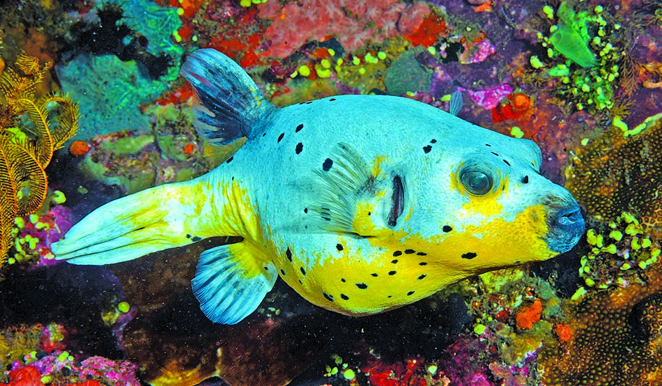 Poisson coloré évoluant parmi les coraux vibrants d'un écosystème sous-marin riche.