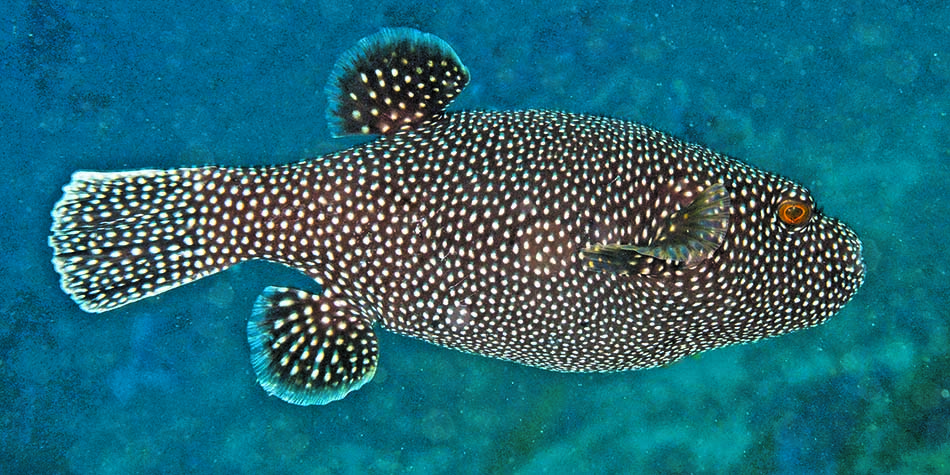 Poisson coloré aux taches blanches évoluant dans un habitat sous-marin riche en biodiversité.