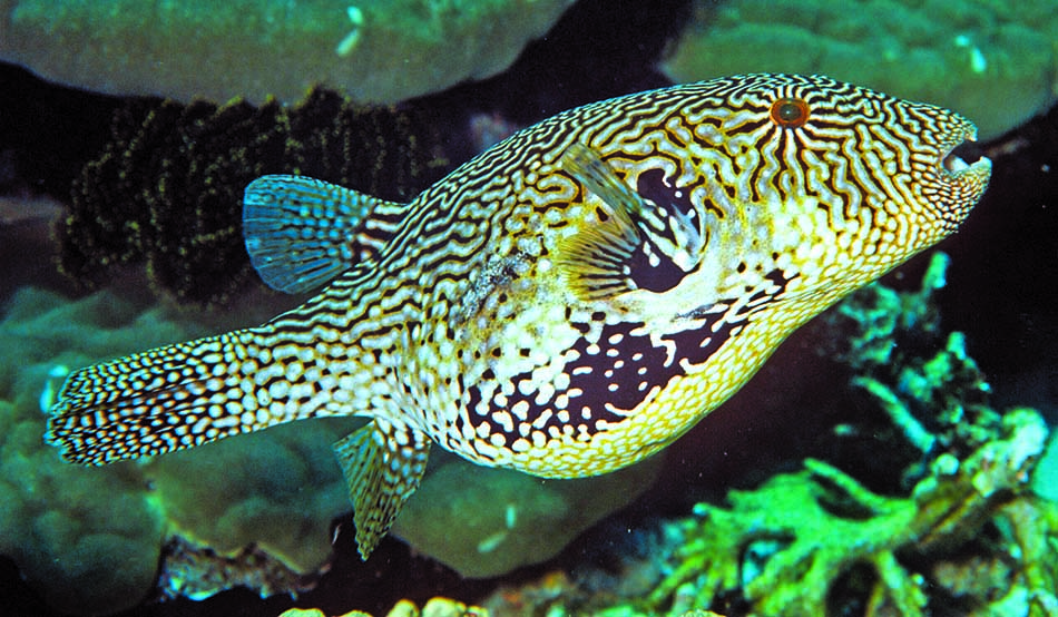 Poisson-lune aux couleurs vives évoluant dans un récif corallien sous-marin.