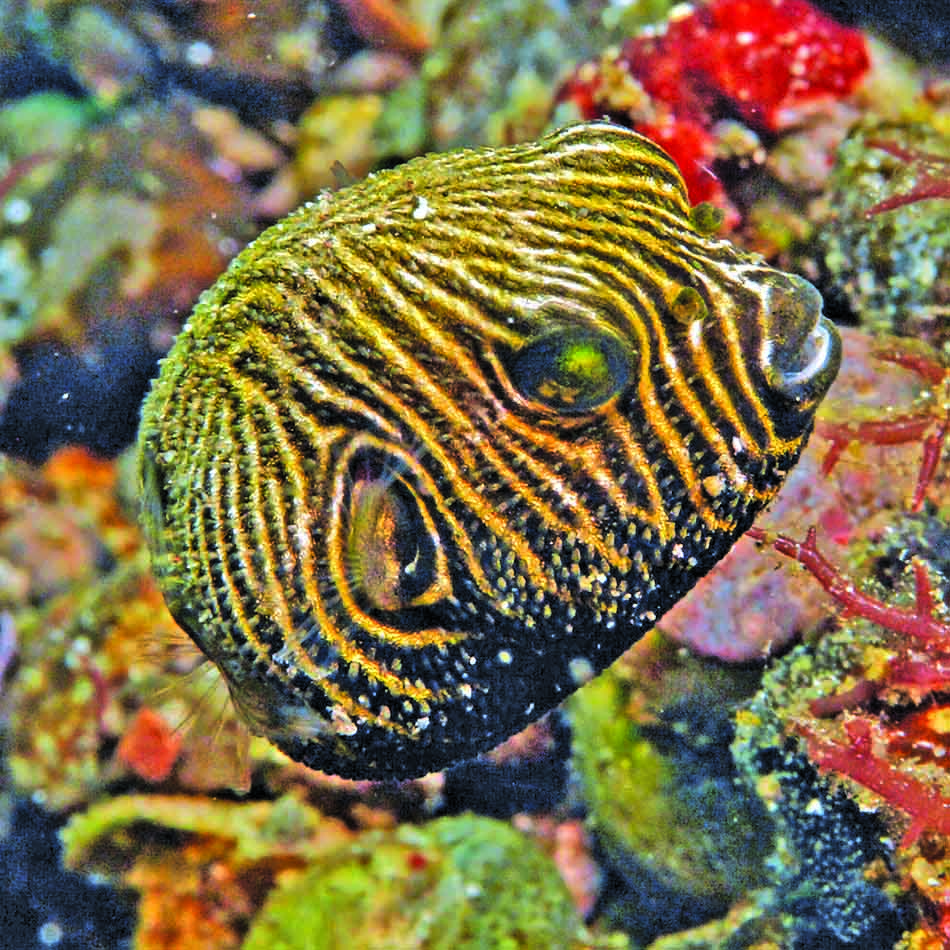 Un poisson aux motifs hypnotiques évolue parmi les coraux colorés d'un récif sous-marin.
