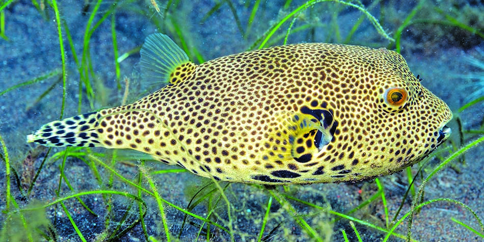 Un poisson-globe aux motifs fascinants évolue parmi les herbes marines, illustrant la biodiversité sous-marine.