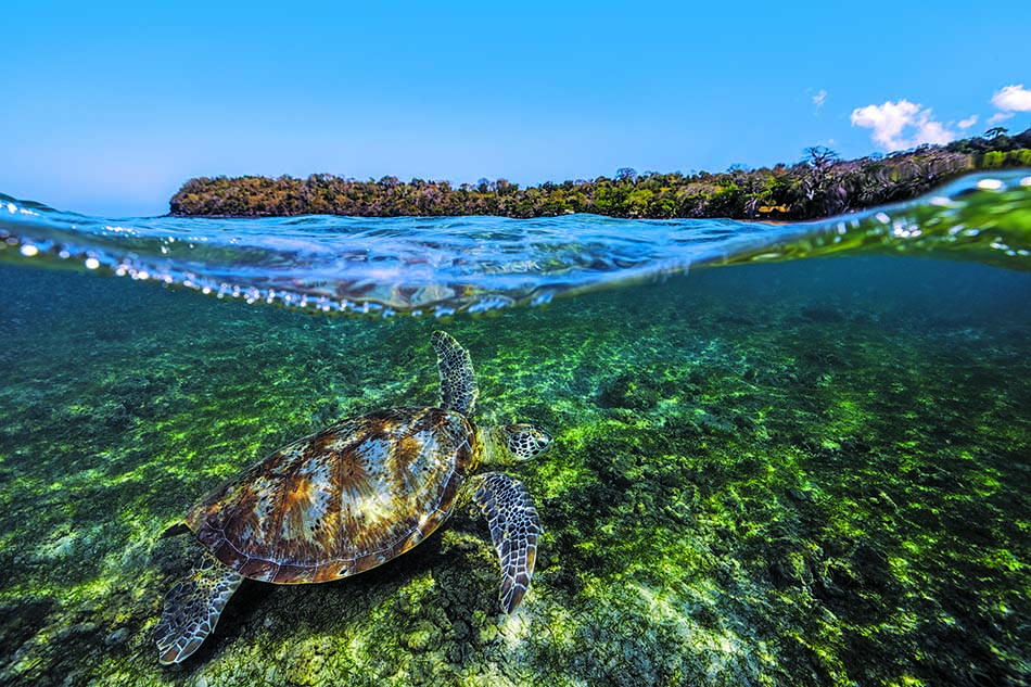 Une tortue nage paisiblement dans des eaux cristallines, révélant la beauté du monde sous-marin.