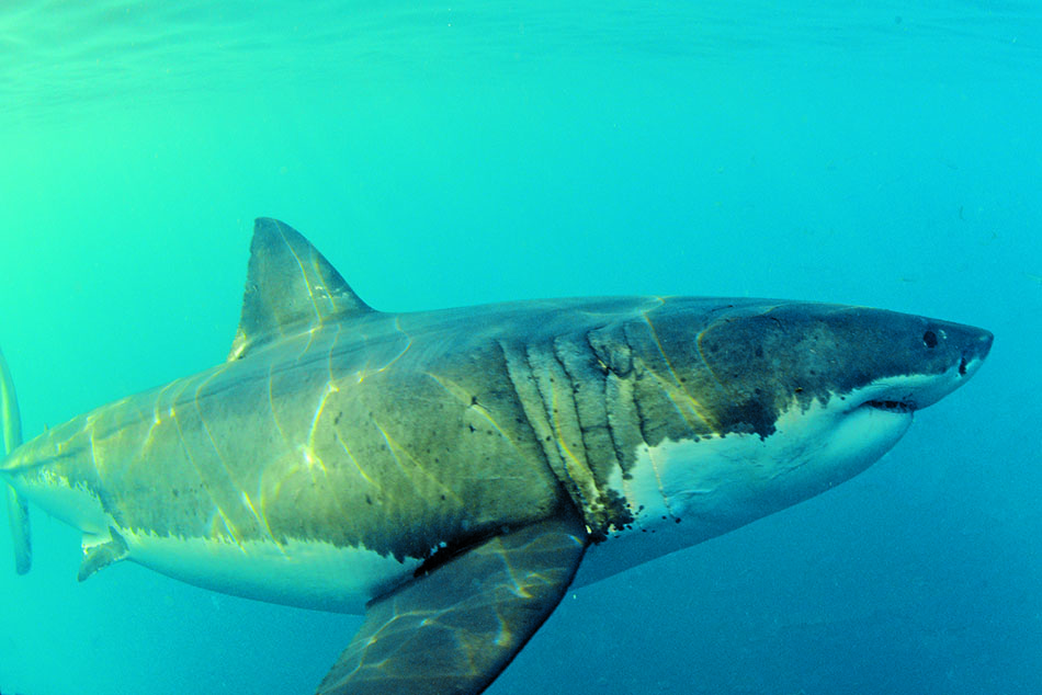 Requin majestueux évoluant dans les profondeurs marines, symbole de la biodiversité sous-marine.