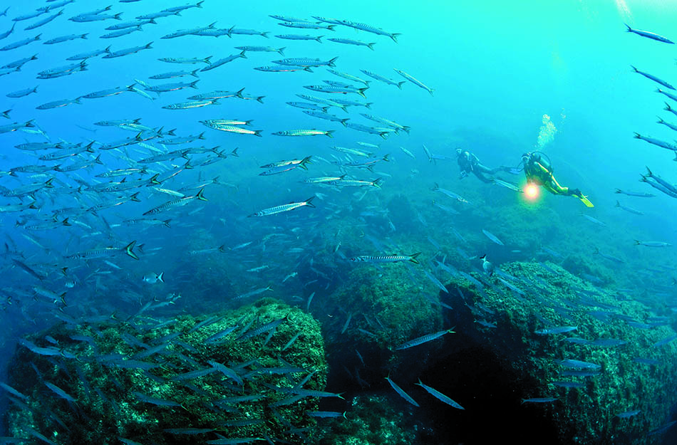 Des plongeurs explorent un récif sous-marin, entourés de bancs de poissons colorés.