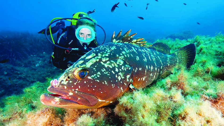 Un plongeur explore les fonds marins aux côtés d'un poisson mérou coloré, révélant la richesse de la vie sous-marine.
