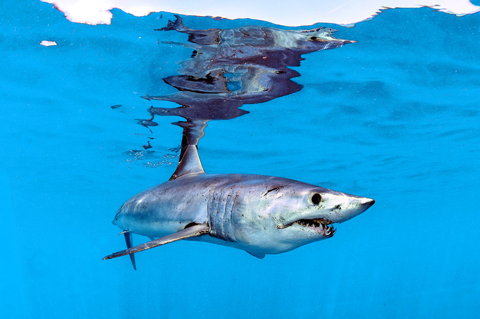 Un requin nage majestueusement dans des eaux cristallines, symbole de la biodiversité marine.