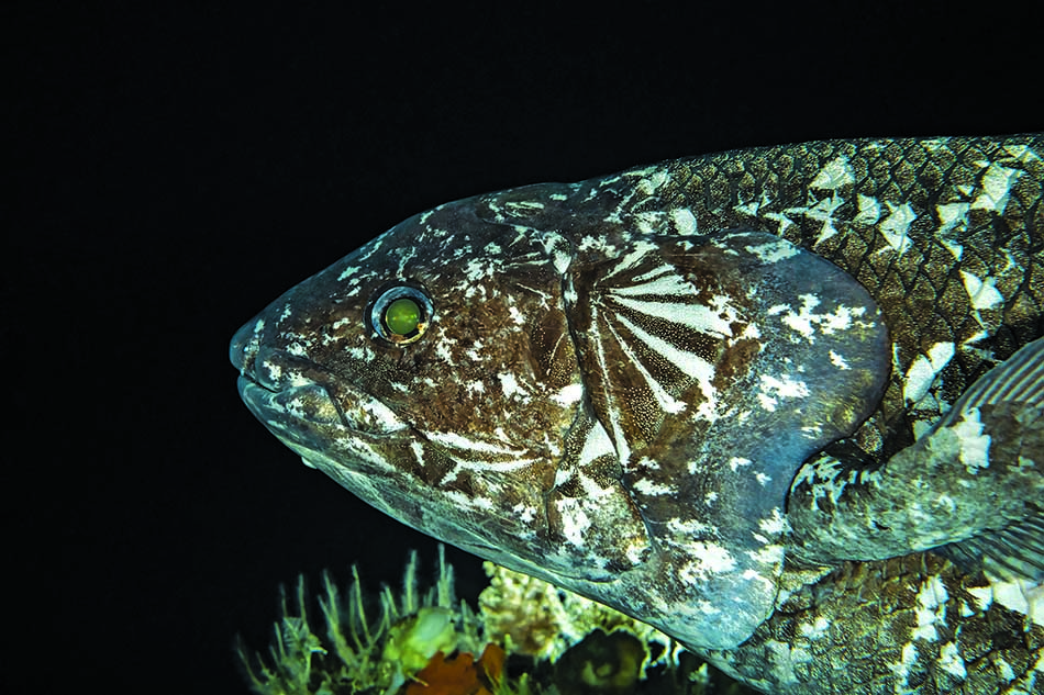 Un poisson coloré évolue majestueusement dans les profondeurs marines, captivant les plongeurs.