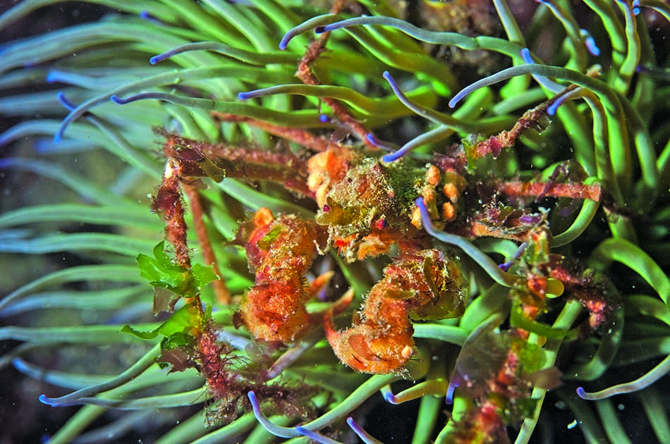 Un crustacé camouflé se fond harmonieusement parmi les anémones sous-marines colorées.
