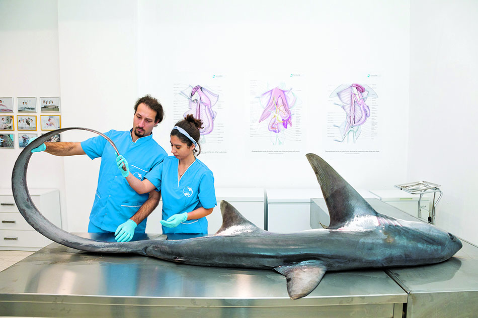 Deux chercheurs examinent un requin dans un laboratoire dédié à l'étude des espèces marines.