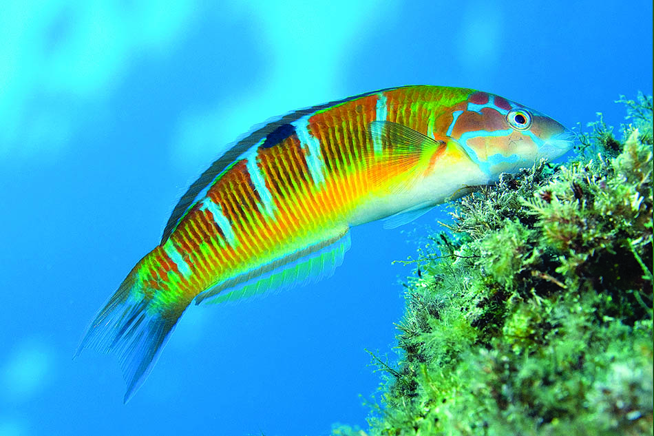 Poisson coloré évoluant parmi les coraux, emblématique de la biodiversité sous-marine.