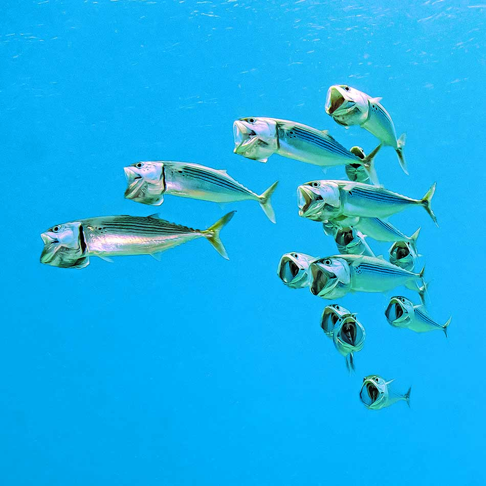 Un banc de poissons colorés évolue dans les eaux cristallines, illustrant la beauté du monde sous-marin.