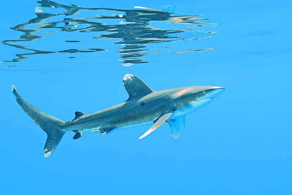 Un requin nage paisiblement dans les eaux cristallines, symbole de la biodiversité marine.