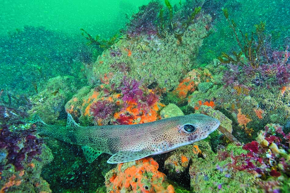 Un requin se déplace silencieusement parmi les coraux colorés d'un écosystème sous-marin vibrant.