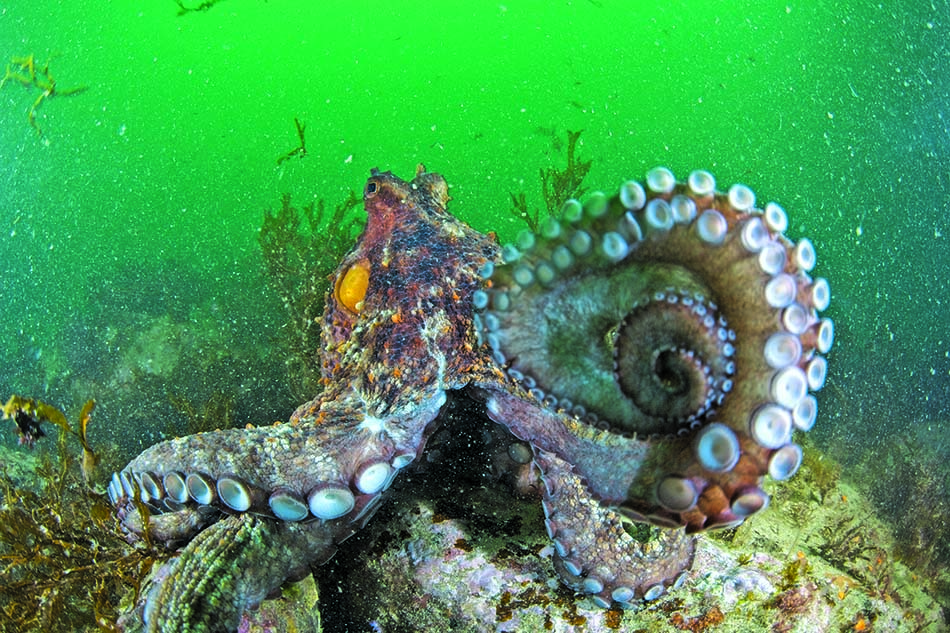 Un poulpe majestueux explore les fonds marins, révélant la beauté du monde sous-marin.