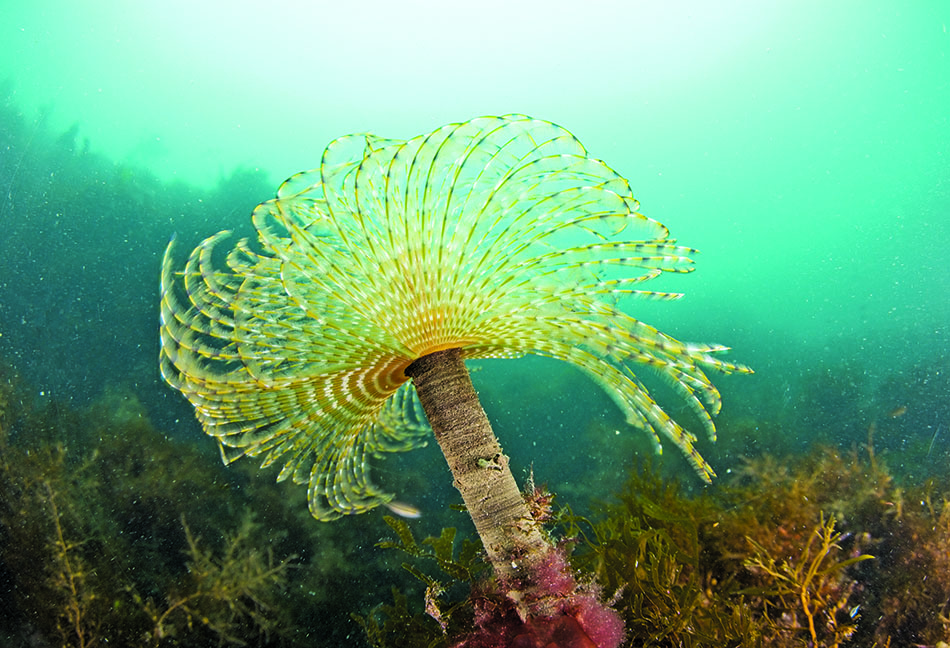 Un magnifique corail sous-marin vibrant, symbole de la biodiversité marine et de la plongée.