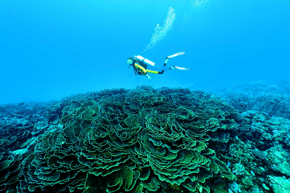 Un plongeur explore un récif corallien majestueux, révélant la beauté du monde sous-marin.
