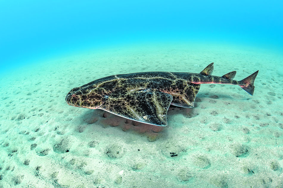 Un requin-marteau majestueux évolue sur un fond sablonneux, offrant un spectacle fascinant de la vie marine.