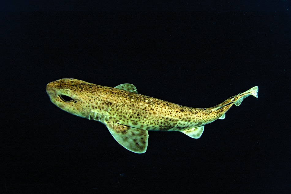 Un requin de récif aux motifs uniques évolue dans les profondeurs marines.