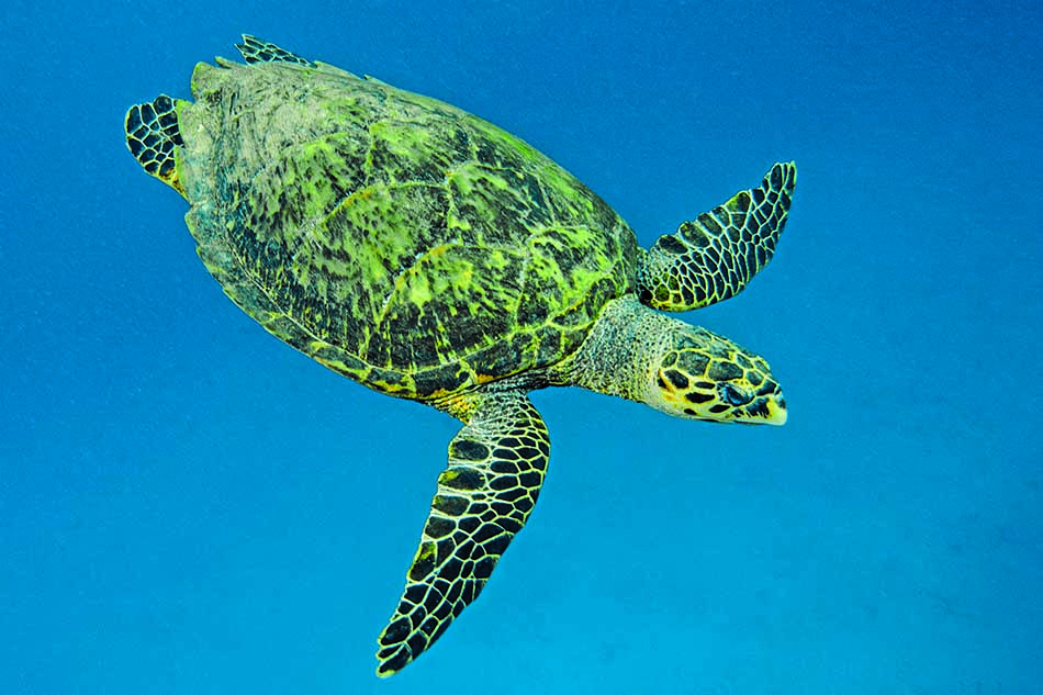Une tortue de mer nage tranquillement dans des eaux cristallines, symbole de la biodiversité marine.