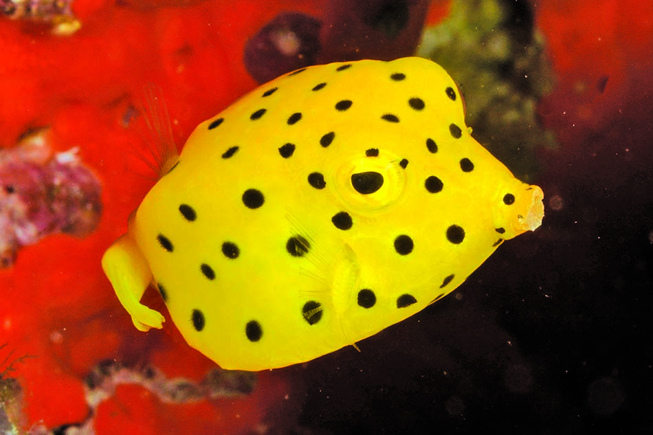 Poisson à points noirs vibrant dans les eaux tropicales, parfait pour les amateurs de plongée sous-marine.