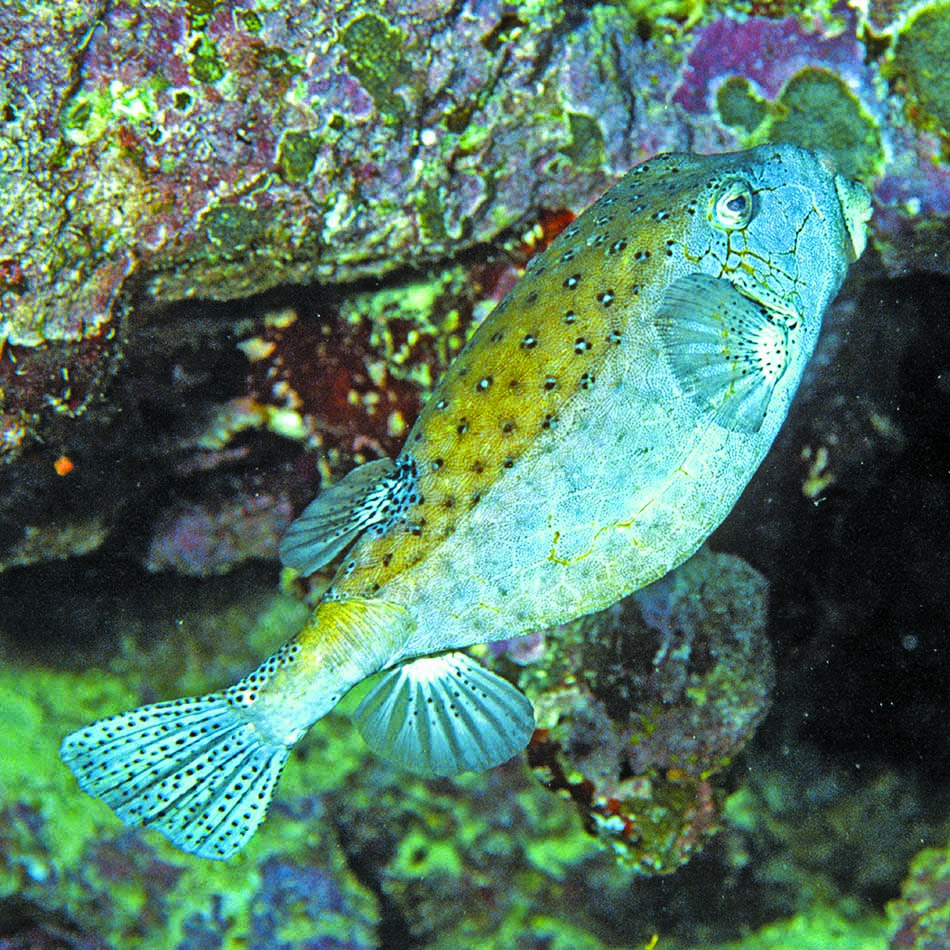 Poisson-globe coloré évoluant parmi les coraux vibrants des fonds marins.