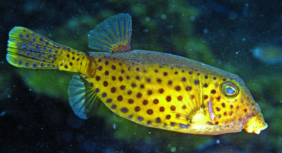 Un poisson tropical coloré, typique des récifs coralliens, idéal pour la plongée sous-marine.