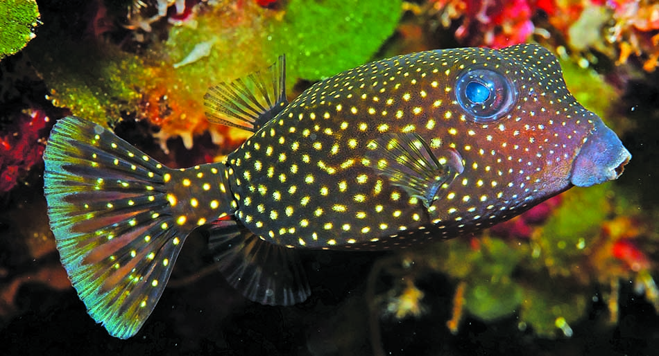 Poisson coloré aux points lumineux évoluant dans un récif corallien vibrant de vie marine.