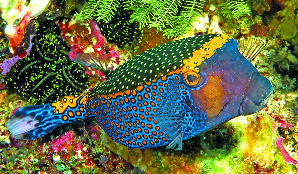 Poisson coloré et exotique, il évolue parmi les coraux vibrants de l'océan.