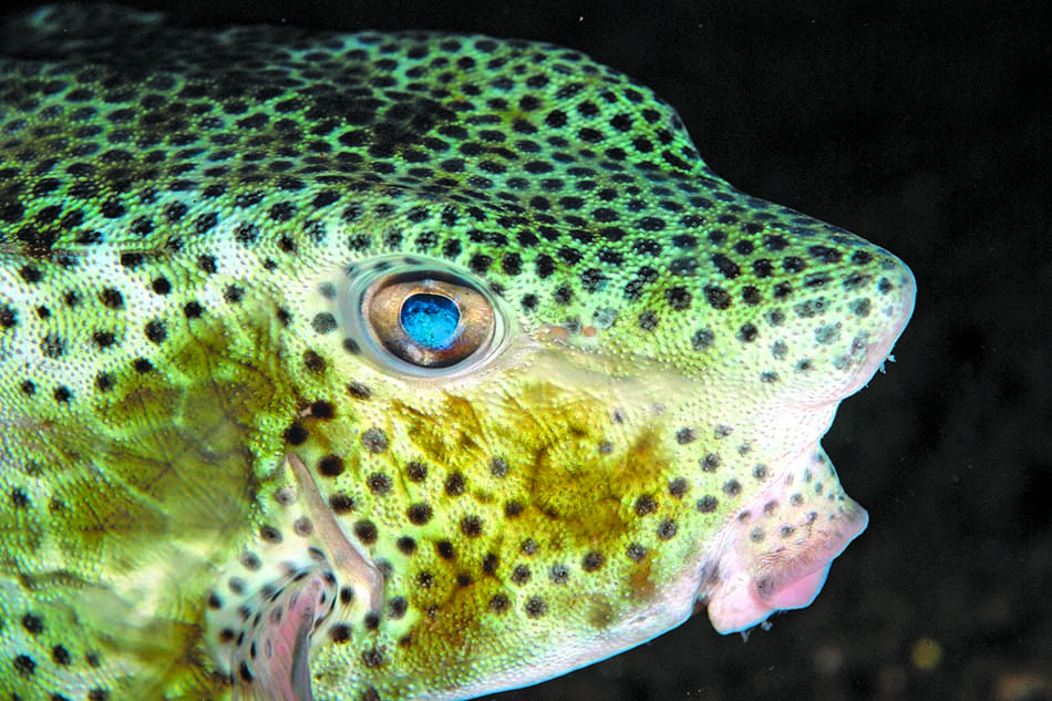 Poisson coloré aux motifs distinctifs, représentant la biodiversité fascinante du monde sous-marin.