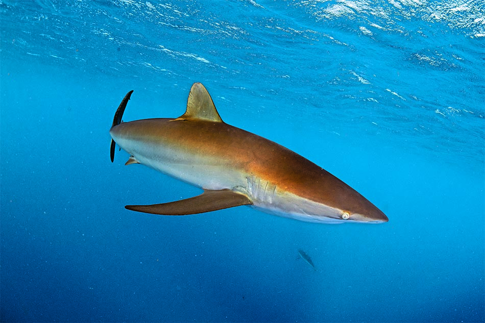 Un requin nage majestueusement dans les eaux cristallines, illustrant la beauté du monde sous-marin.
