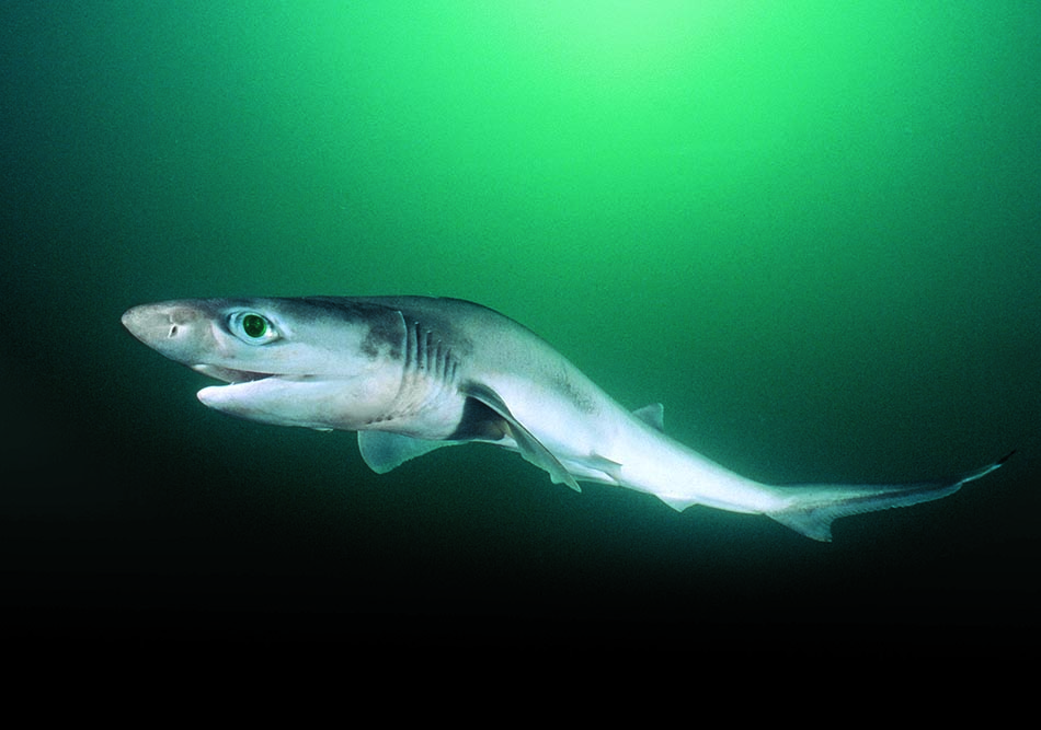 Requin majestueux nageant dans les eaux profondes, symbole de la vie marine fascinante.