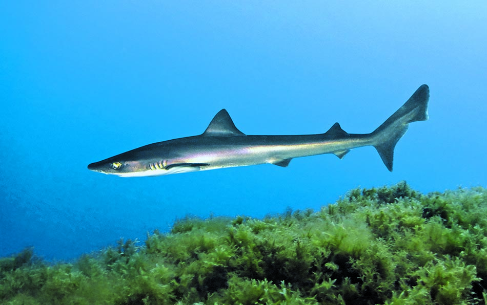 Un requin nage avec grâce au milieu des coraux, illustrant la beauté du monde sous-marin.