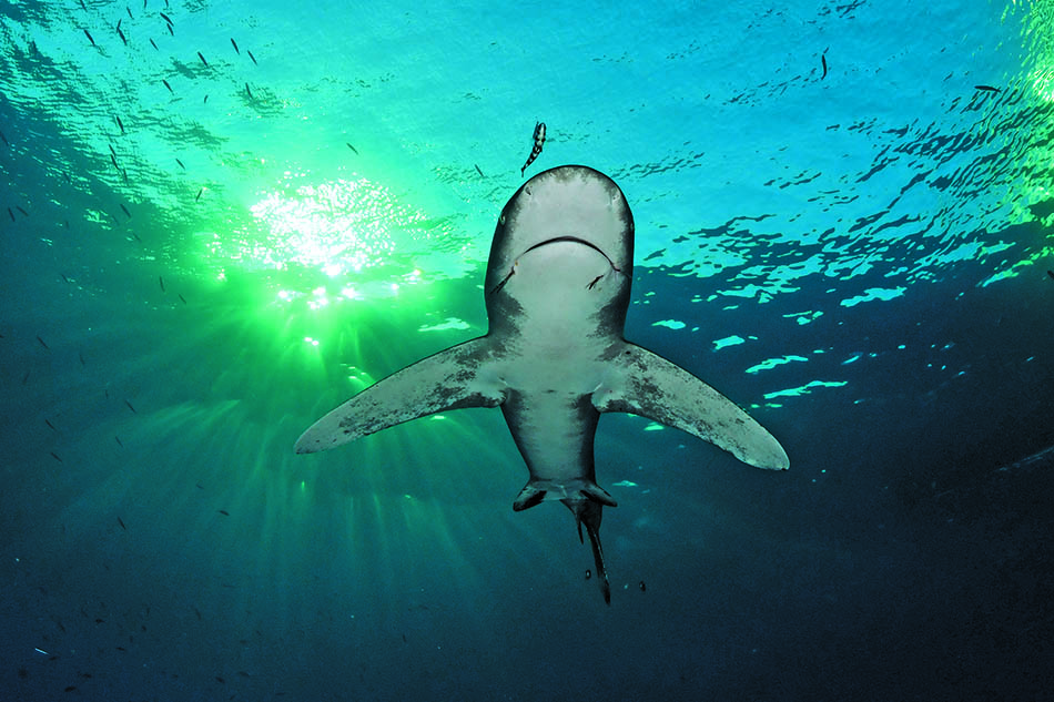 Un requin majestueux nage sous une lumière aquatique fascinante, révélant la beauté du monde sous-marin.