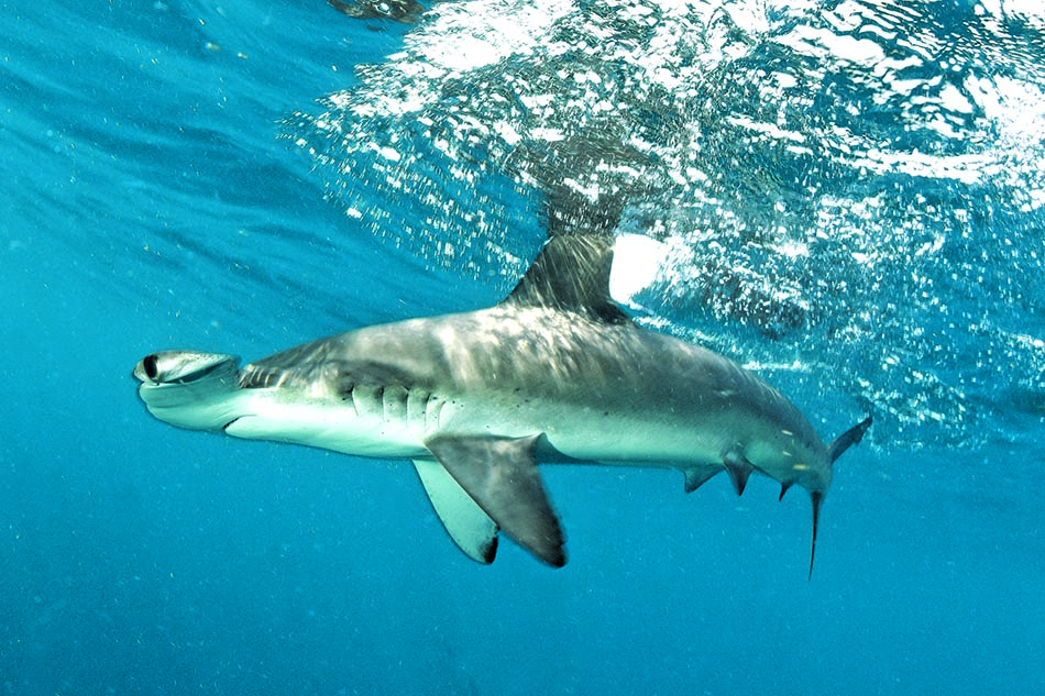 Un requin nage majestueusement dans les eaux cristallines, illustrant la beauté du monde sous-marin.