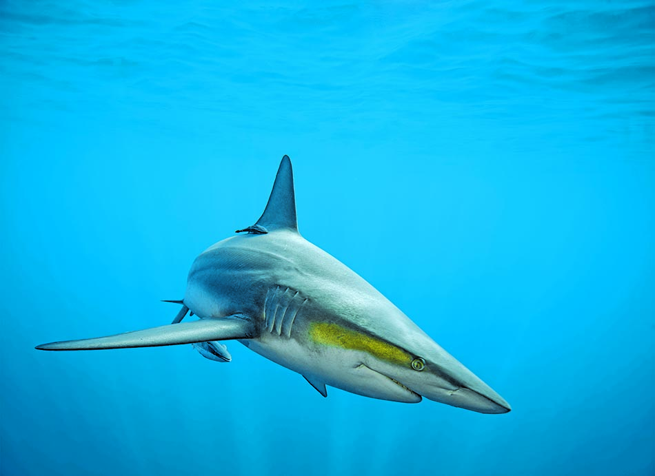 Un requin majestueux nage dans les eaux cristallines, illustrant la beauté du monde sous-marin.