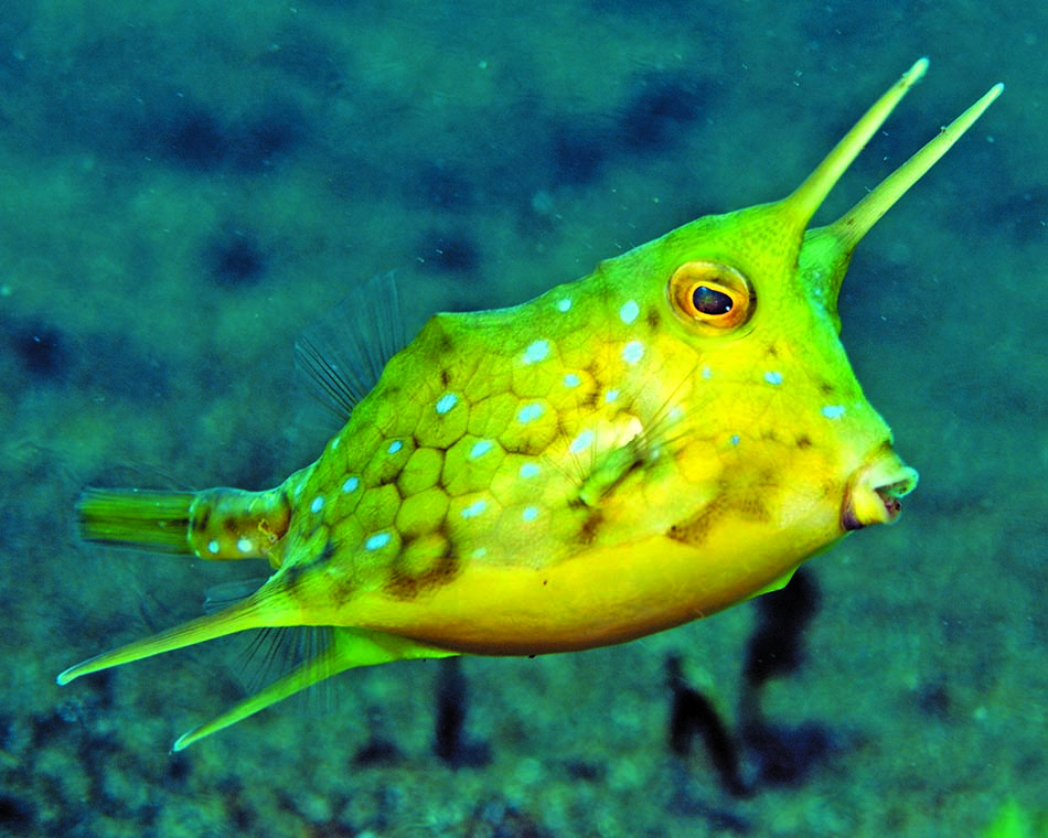 Un poisson-scorpion coloré évolue dans les eaux cristallines d'un récif corallien.
