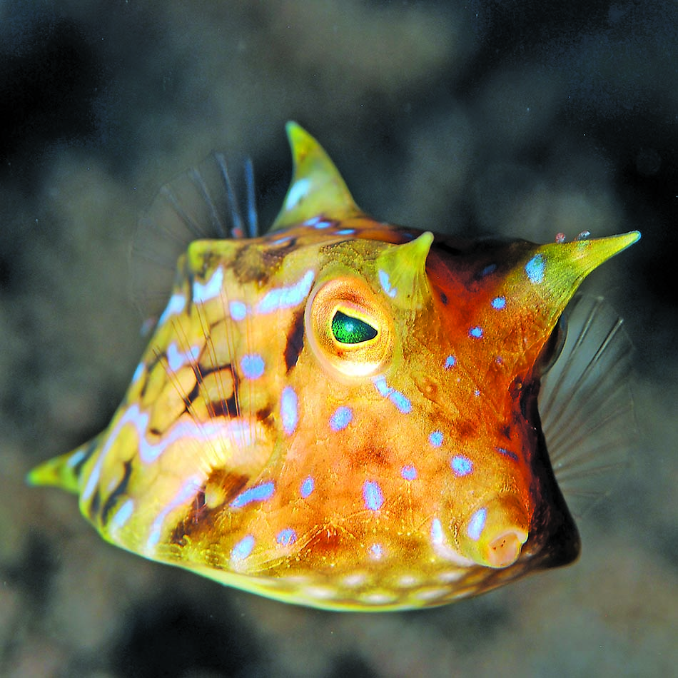 Poisson à la forme unique et aux couleurs vives, typique des récifs coralliens.
